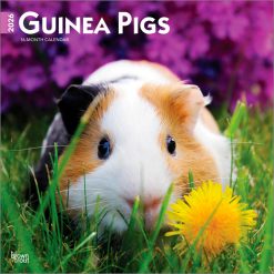 Guinea Pigs 2026 Square