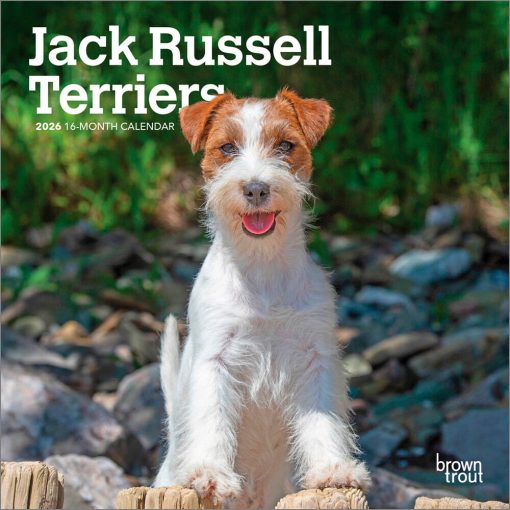 Jack Russell Terriers 2026 Mini