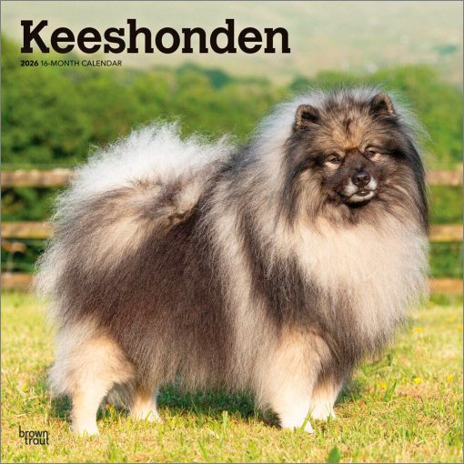 Keeshonden | 2026 12 x 24 Inch (Hanging) Monthly Square Wall Calendar | Plastic-Free | BrownTrout | Animals Dog Breeds