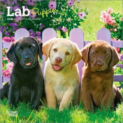 Lab Puppies 2026 Mini
