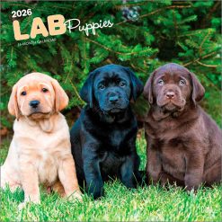 Labrador Retriever Puppies 2026 Square