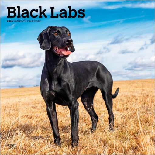 Labrador Retrievers, Black 2026 Square