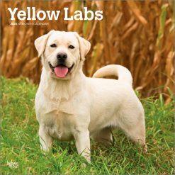 Labrador Retrievers, Yellow 2026 Square