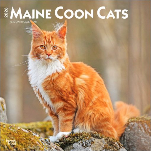 Maine Coon Cats 2026 Square