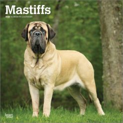 Mastiffs 2026 Square