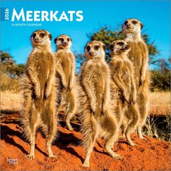 Meerkats 2026 Square