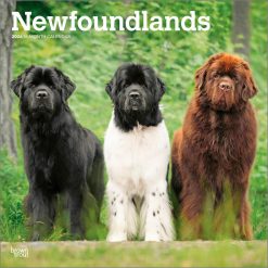 Newfoundlands 2026 Square