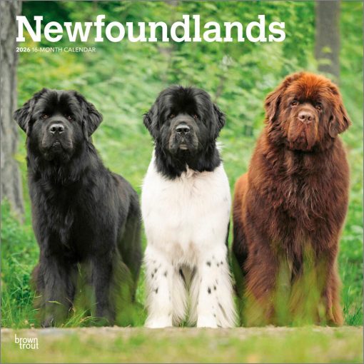 Newfoundlands 2026 Square