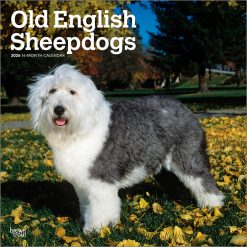 Old English Sheepdogs 2026 Square
