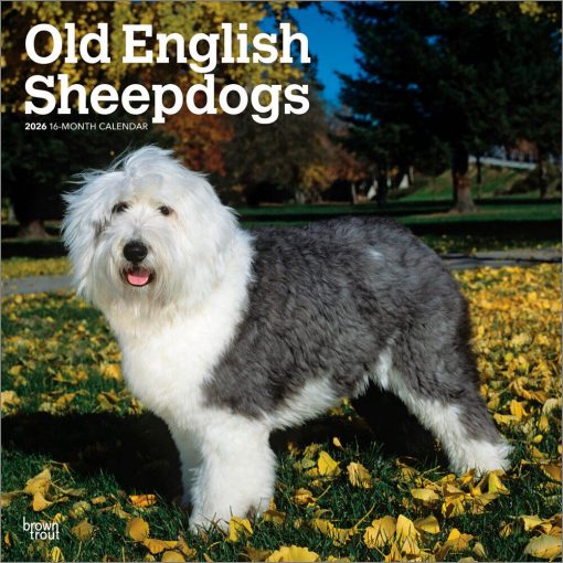 Old English Sheepdogs 2026 Square