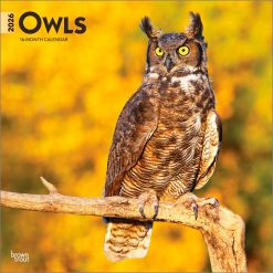 Owls 2026 Square