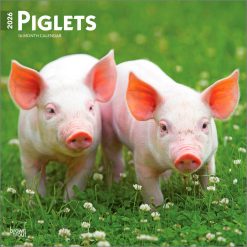 Piglets 2026 Square