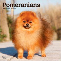 Pomeranians 2026 Square