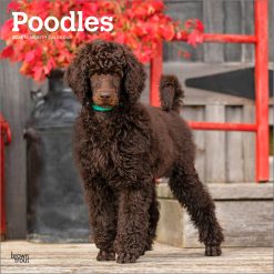 Poodles 2026 Square