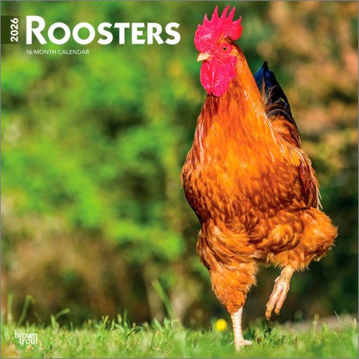 Roosters 2026 Square