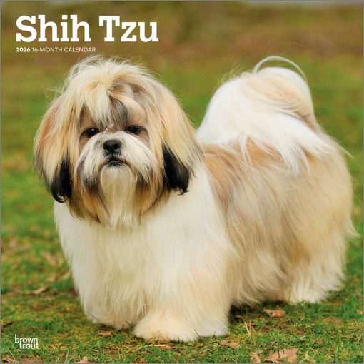 Shih Tzu | 2026 12 x 24 Inch (Hanging) Monthly Square Wall Calendar | Plastic-Free | BrownTrout | Animals Small Dog Breeds