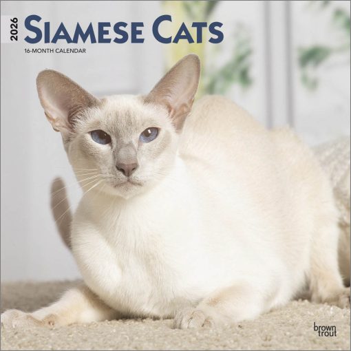 Siamese Cats | 2026 12 x 24 Inch (Hanging) Monthly Square Wall Calendar | Plastic-Free | BrownTrout | Animals Kittens Feline