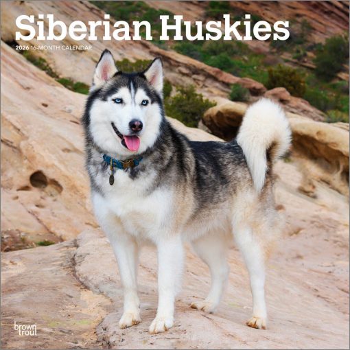 Siberian Huskies 2026 Square
