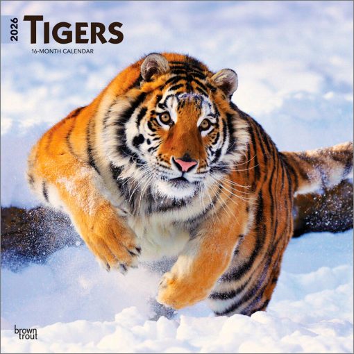 Tigers 2026 Square