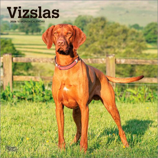 Vizslas | 2026 12 x 24 Inch (Hanging) Monthly Square Wall Calendar | Plastic-Free | BrownTrout | Animals Dog Breeds