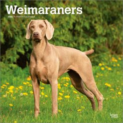 Weimaraners 2026 Square