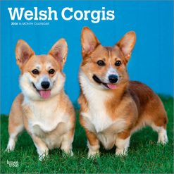 Welsh Corgis 2026 Square