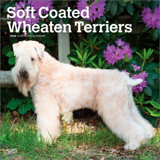 Wheaten Terriers, Soft Coated 2026 Square