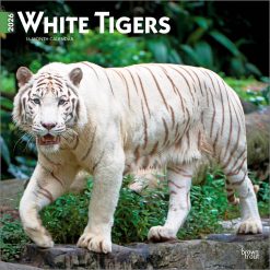 White Tigers 2026 Square