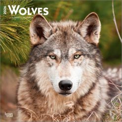 Wolves 2026 Square