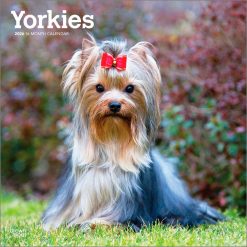 Yorkshire Terriers 2026 Square