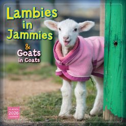 Lambies In Jammies & Goats In Coats 2026 Square Wall Calendar
