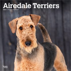 Airedale Terriers | 2026 12 x 24 Inch (Hanging) Monthly Square Wall Calendar | Plastic-Free | BrownTrout | Animal Dog Breeds