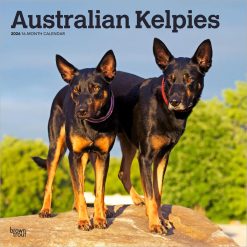 Australian Kelpies | 2026 12 x 24 Inch (Hanging) Monthly Square Wall Calendar | Plastic-Free | BrownTrout | Animal Dog Breeds