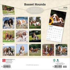 Alternative view of Basset Hounds | 2026 12 x 24 Inch (Hanging) Monthly Square Wall Calendar | Plastic-Free | BrownTrout | Animals Dog Breeds