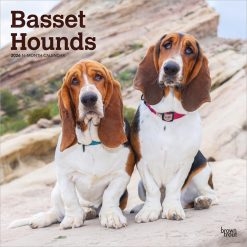 Basset Hounds | 2026 12 x 24 Inch (Hanging) Monthly Square Wall Calendar | Plastic-Free | BrownTrout | Animals Dog Breeds