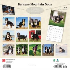 Alternative view of Bernese Mountain Dogs | 2026 12 x 24 Inch (Hanging) Monthly Square Wall Calendar | Plastic-Free | BrownTrout | Animals Breeds