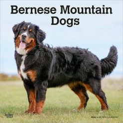 Bernese Mountain Dogs | 2026 12 x 24 Inch (Hanging) Monthly Square Wall Calendar | Plastic-Free | BrownTrout | Animals Breeds