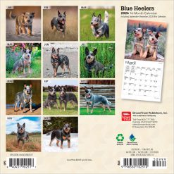 Alternative view of Blue Heelers | 2026 7 x 14 Inch (Hanging) Monthly Mini Wall Calendar | BrownTrout | Animals Dog Breeds