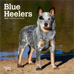 Blue Heelers | 2026 7 x 14 Inch (Hanging) Monthly Mini Wall Calendar | BrownTrout | Animals Dog Breeds