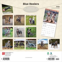 Alternative view of Blue Heelers | 2026 12 x 24 Inch (Hanging) Monthly Square Wall Calendar | Plastic-Free | BrownTrout | Animals Dog Breeds