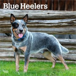 Blue Heelers | 2026 12 x 24 Inch (Hanging) Monthly Square Wall Calendar | Plastic-Free | BrownTrout | Animals Dog Breeds
