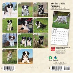 Alternative view of Border Collie Puppies | 2026 7 x 14 Inch (Hanging) Monthly Mini Wall Calendar | BrownTrout | Animals Dog Breeds Puppy