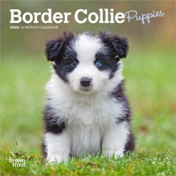 Border Collie Puppies | 2026 7 x 14 Inch (Hanging) Monthly Mini Wall Calendar | BrownTrout | Animals Dog Breeds Puppy