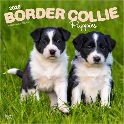 Border Collie Puppies | 2026 12 x 24 Inch (Hanging) Monthly Square Wall Calendar | Plastic-Free | BrownTrout | Animals Dog Breeds Collie Puppy