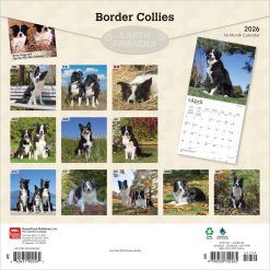 Alternative view of Border Collies | 2026 12 x 24 Inch (Hanging) Monthly Square Wall Calendar | Plastic-Free | BrownTrout | Animals Dog Breeds