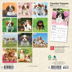 Alternative view of Cavalier King Charles Spaniel Puppies | 2026 7 x 14 Inch (Hanging) Monthly Mini Wall Calendar | BrownTrout | Animals Dog Breeds Puppy