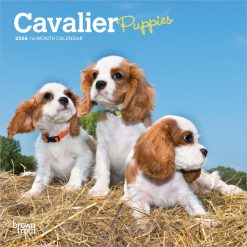 Cavalier King Charles Spaniel Puppies | 2026 7 x 14 Inch (Hanging) Monthly Mini Wall Calendar | BrownTrout | Animals Dog Breeds Puppy