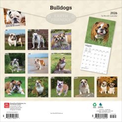 Alternative view of Bulldogs | 2026 12 x 24 Inch (Hanging) Monthly Square Wall Calendar | Plastic-Free | BrownTrout | Animals Dog Breeds