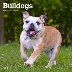 Bulldogs | 2026 12 x 24 Inch (Hanging) Monthly Square Wall Calendar | Plastic-Free | BrownTrout | Animals Dog Breeds
