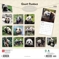 Alternative view of Giant Pandas | 2026 12 x 24 Inch (Hanging) Monthly Square Wall Calendar | Plastic-Free | BrownTrout | Wildlife Zoo Animals Bears